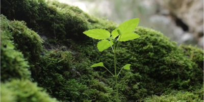 immagine notizia sito giornata della natura